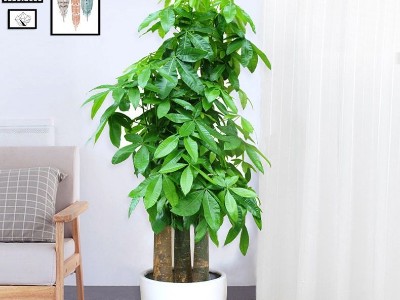 深圳企業(yè)辦公室設(shè)計-綠植租賃【發(fā)財樹】 深圳企業(yè)辦公室設(shè)計-綠植租賃【發(fā)財樹】